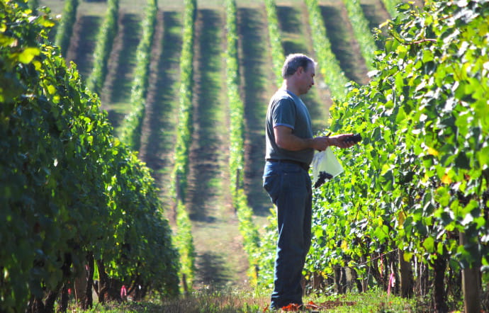 Viticulteur en Oregon
