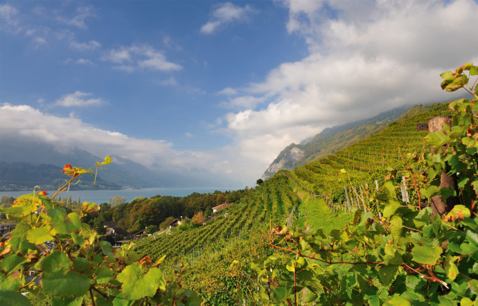 Vignobles en Suisse