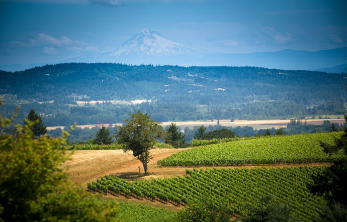 Photo prise dans le domaine de Drouhin