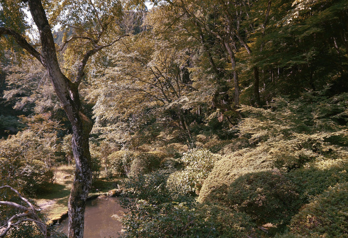 Forêt de cèdres à Yoshino
