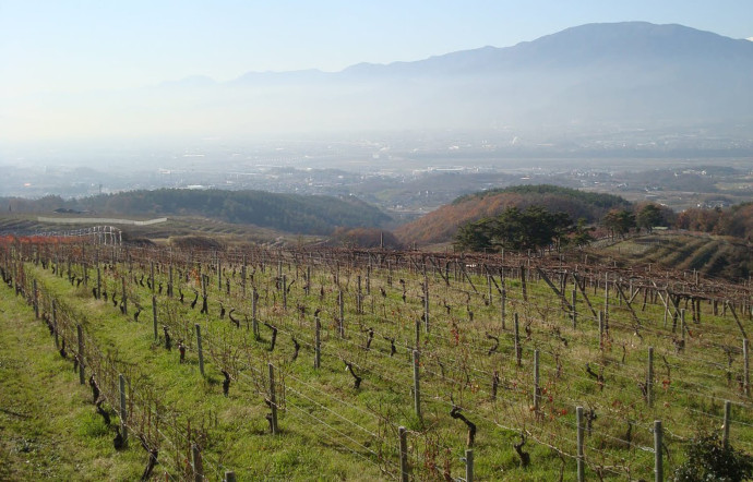 Quelque 480 hectares de vignes s’étendent sur les coteaux de la préfecture de Yamanashi.