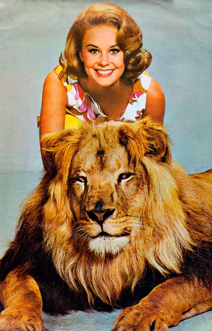Clarence, le lion qui louche, et Cheryl Miller, qui incarne Paula, la fille du Dr Tracy, sont deux des personnages principaux de la série « Daktari ».