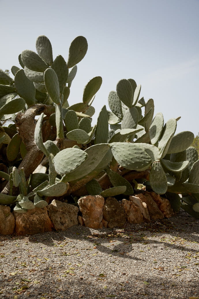 La Granja Ibiza est niché au cœur de la végétation méditerranéenne.
