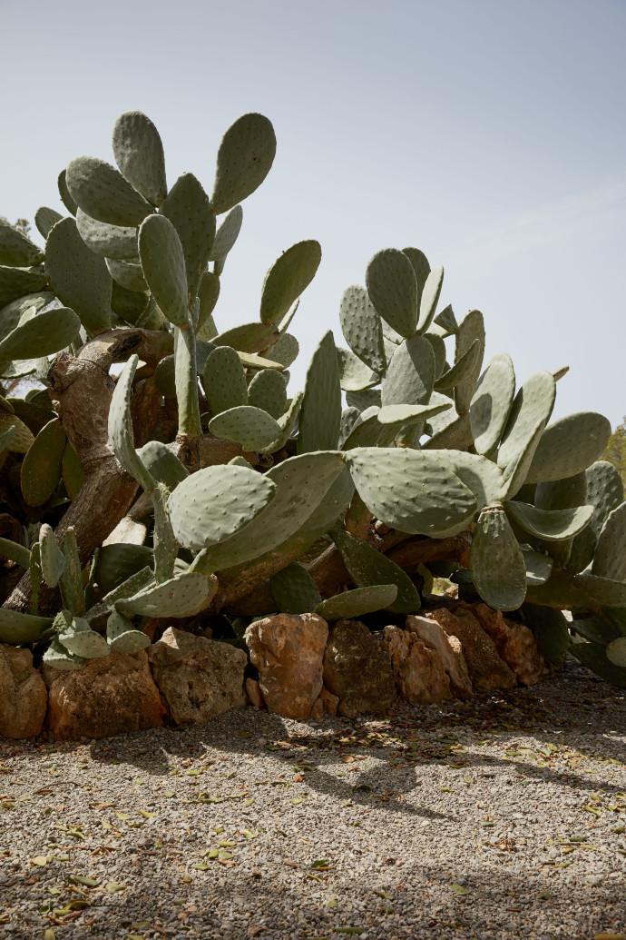 La Granja Ibiza est niché au cœur de la végétation méditerranéenne.