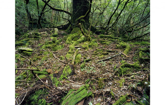 Onoaida 6 Unwired Landscapes 30°17’59″N 130°31’49″E Onoaida trail, Yakushima, Japan Fall, 2 octobre 2016.