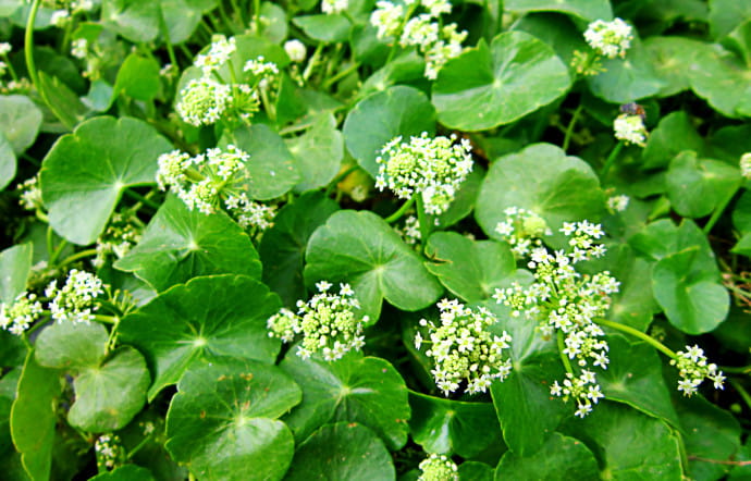 Plan de gotu kola.