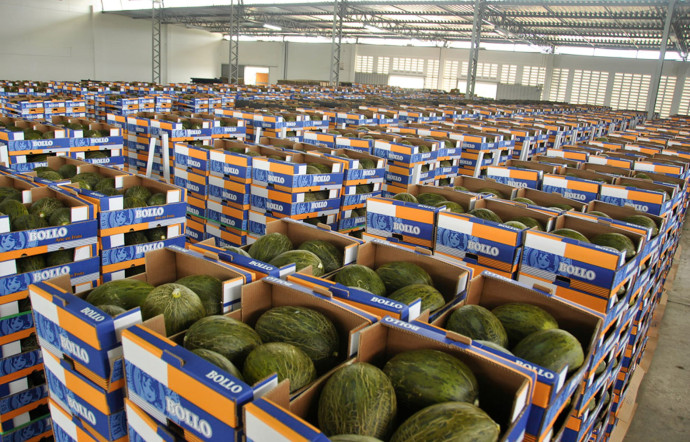 Bollo produit également des melons, essentiellement destinés au marché domestique. L’entreprise a réussi à imposer sa marque sur ce marché, devenue un vrai gage de qualité.