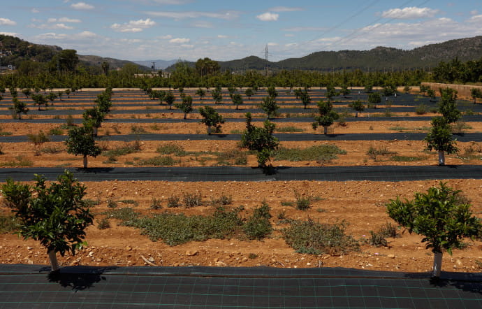 Le domaine Santa María de Aguas Vivas, entouré d’orangeraies, abrite les bâtiments du service R&D de Bollo.