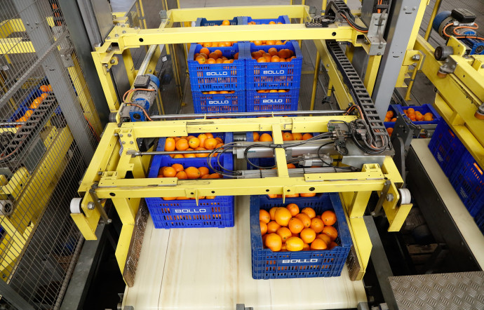 Les lignes de production automatisées serpentent dans le bâtiment. Les oranges sont lavées, séchées, aspergées d’un conservateur et de nouveau séchées. En moyenne, de 500 à 700 tonnes d’agrumes transitent chaque jour. Les employés participent à la sélection manuelle et au rangement dans les caisses prêtes à être expédiées.