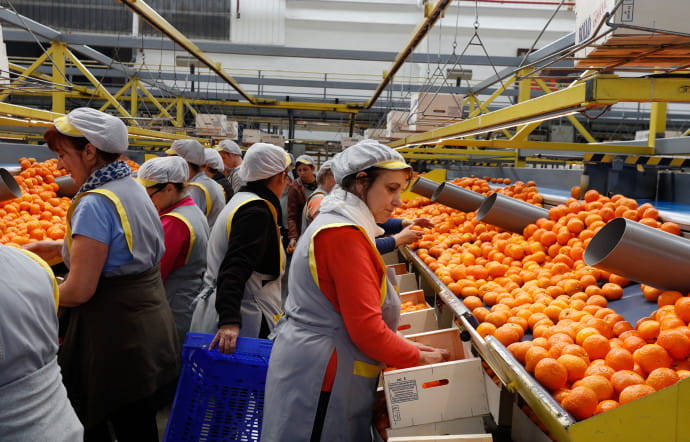 Les lignes de production automatisées serpentent dans le bâtiment. Les oranges sont lavées, séchées, aspergées d’un conservateur et de nouveau séchées. En moyenne, de 500 à 700 tonnes d’agrumes transitent chaque jour. Les employés participent à la sélection manuelle et au rangement dans les caisses prêtes à être expédiées.