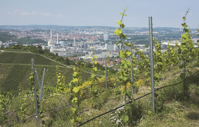 Entourée de vignes, Stuttgart a une longue tradition viticole. Des vignobles qui n’ont pas à rougir de leur goût de terroir.