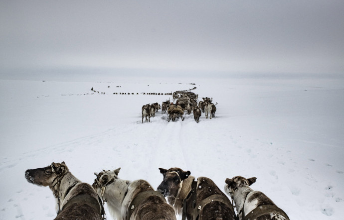 Péninsule de Yamal, avril 2018. Les Nénètses rassemblent les rennes durant la migration. Depuis des siècles, les gardiens de troupeaux de rennes nénètses migrent vers des pâturages d’été situés sur la péninsule de Yamal, puis retournent dans le sud en hiver. Leur longue marche annuelle de presque 650 km les conduit au nord de la péninsule de Yamal et vers les côtes arctiques.