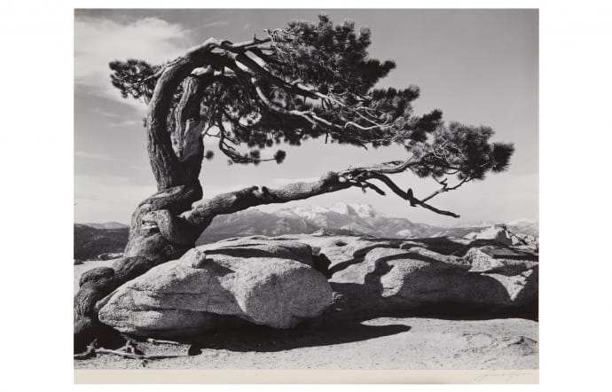 Ansel Adams (American, 1902–1984), Jeffrey Pine, 1902-1984.