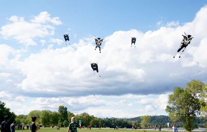 Let’s make cow fly, de Shimabuku, lors de la 14e Biennale de Lyon (2017). Egalement au Centre d’art contemporain d’Ivry, du 13 septembre au 16 décembre 2018