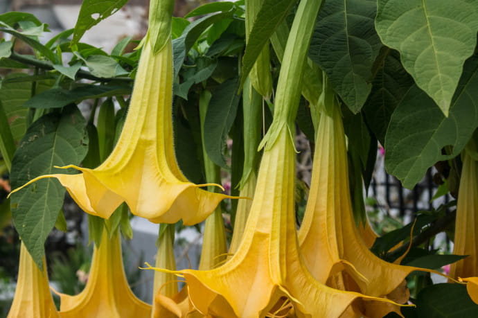 Le datura est également connu sous le nom d’herbe du diable ou de trompette de la mort.