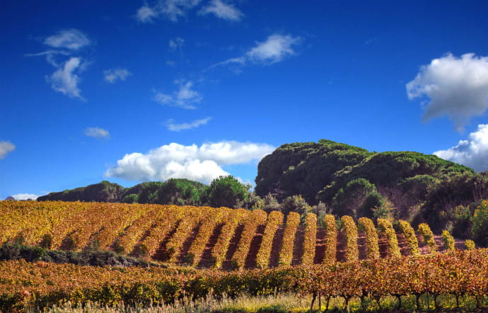 L’AOC Costières-de-Nîmes se situe au sud de Nîmes, entre Beaucaire et Saint-Gilles.