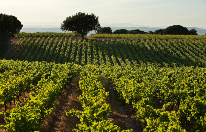 Une terre viticole sauvage, coincée entre la mer Méditerranée, la Camargue et les Cévennes.