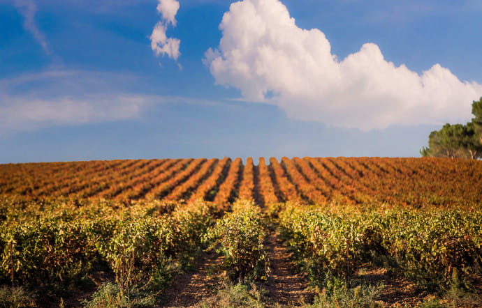 Des rouges aromatiques et élégants, des blancs frais et délicats, des rosés fruités et festifs… Les vins des Costières de Nîmes ont en commun ce caractère méridional qui signe leur origine.