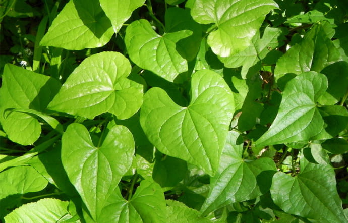 Les feuilles en cœur du tamier.