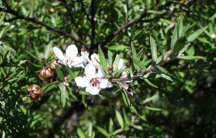 Le manuka est antiseptique, antifongique, anti‑inflammatoire et décongestionnant.
