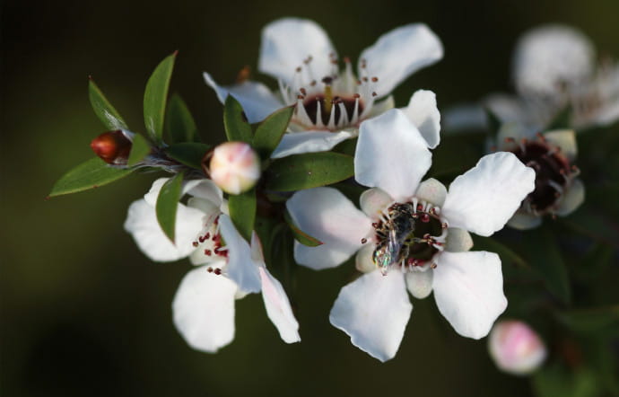 Le manuka et sa fleur.