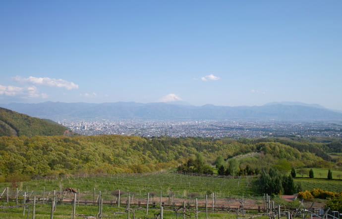 Le vignoble de Suntory.