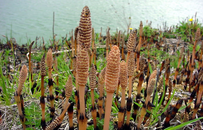 Tiges fertiles de prêle des champs.