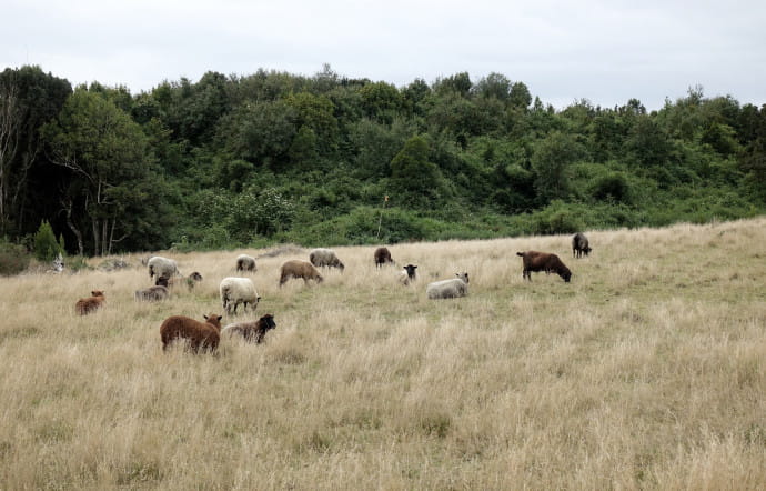 Les paysages de Chiloé pourraient évoquer ceux de l’Irlande.