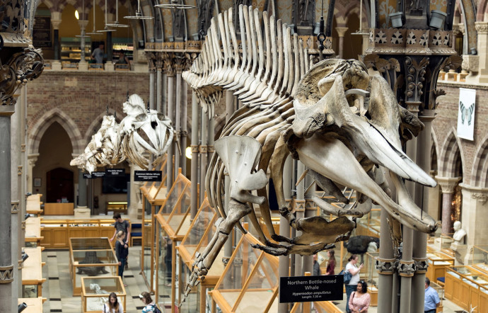 L’Université d’Oxford dispose de son propre Musée d’Histoire Naturelle.