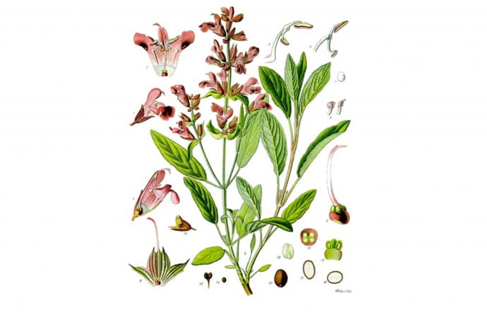 Salvia officinalis.