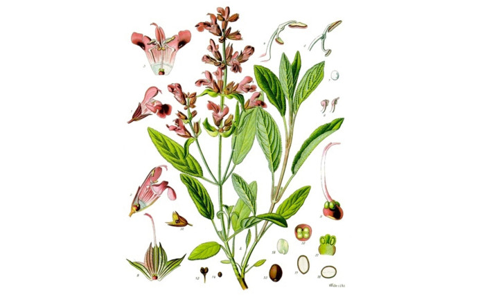 Salvia officinalis.