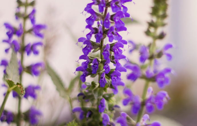 La sauge appartient à la famille des lamiacées, qui comprend d’autres plantes aromatiques comme la lavande, l’origan, le basilic, le romarin ou le thym.