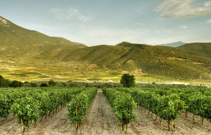 Fondé en 1986, le domaine Skouras s’étend dans la région de Némée, dans le Péloponnèse.