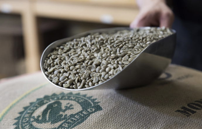 Le café vert, la matière première utilisée par Lomi.