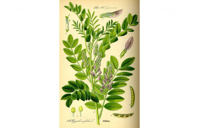Glycyrrhiza glabra.