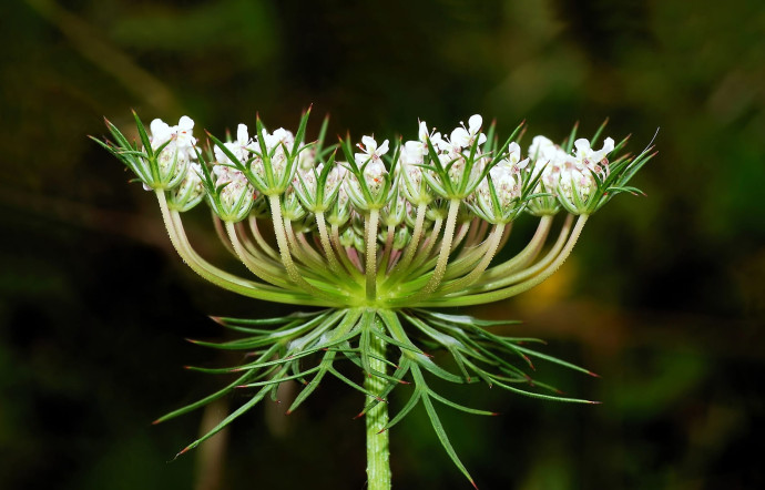 C’est une plante annuelle ou bisannuelle, dont les fleurs blanches sont regroupées en ombelles très serrées, avec une minuscule fleur pourpre au milieu.