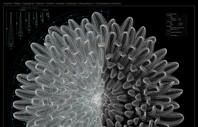 Modélisation 3D du motif du chrysanthème réalisée par MURAYAMA Macoto.