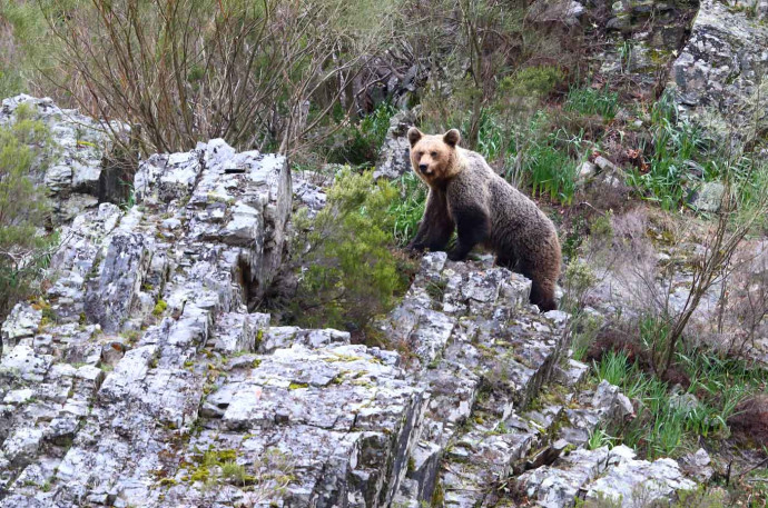 L’ours brun d’Europe est une espèce en voie de réapparition dans les Pics d’Europe.
