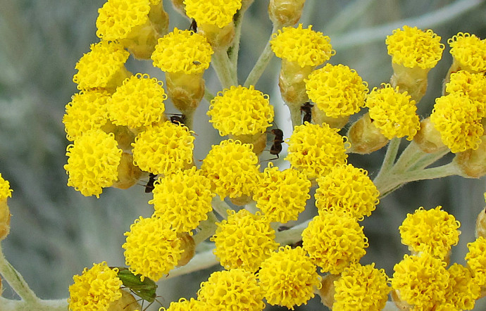 L’Helichrysum italicum semble devoir sa dénomination latine aux mots helios, qui signifie « soleil » en grec, et chrysos, qui veut dire « or », et qui rappelle le jaune vif de ses fleurs.