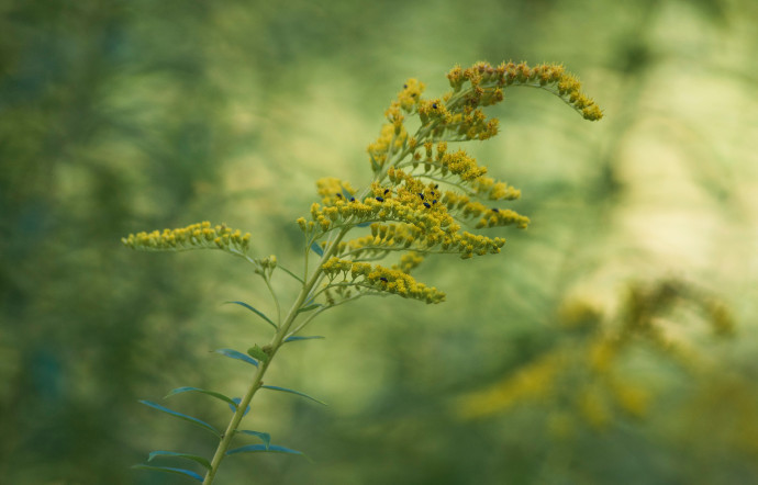 La verge d’or est une herbe vivace de la famille des astéracées qui mesure entre 70 centimètres et un mètre de haut.