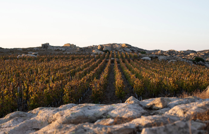 Avec des parcelles en espalier difficiles d’accès, un sol granitique pauvre, la viticulture existe pourtant depuis des millénaires à Tinos. Certaines vignes sont collées les unes contre les autres pour être protégées des éléments.