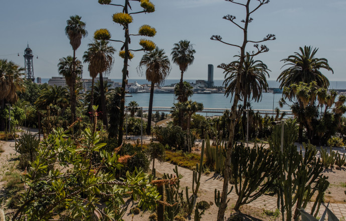 Vue sur le port de Barcelone depuis le jardin de cactus