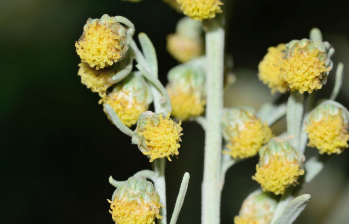 Le génépi se reconnaît à sa tige rampante, velue et cotonneuse, qui mesure entre 5 et 20 cm de haut, et à ses feuilles argentées.