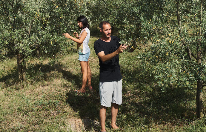 Les huiles d’olive produites par Timon Brataševec cartonnent dans les concours.