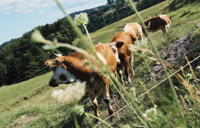 La vallée de la Soča est une destination recherchée des foodies, où les produits du terroir sont de plus en plus appréciés.