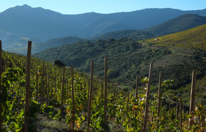 Vins secs de Collioure, les vignes.