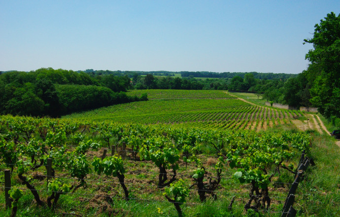 Le muscadet, un mal-aimé ? Depuis une vingtaine d’années, les vignerons ont choisi de le faire redécouvrir aux amateurs.