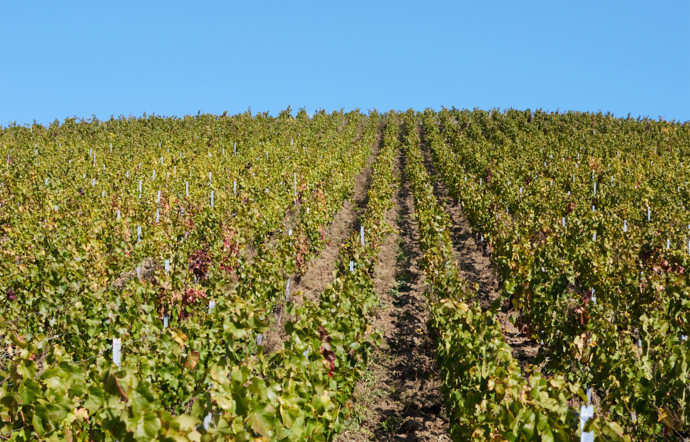 Les paysages de Champagne.