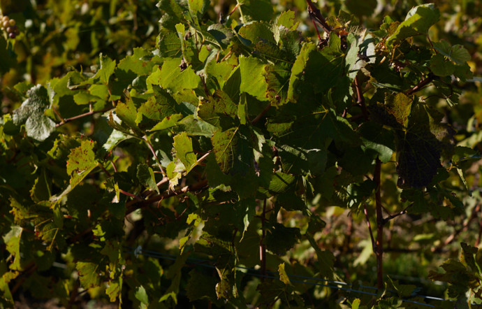Les vignes de Champagne.