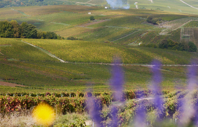 Les champagnes Bonvalet sont produits à Pierry, près d’Épernay.